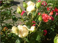 c2f0c68b-Picture 209.jpg
